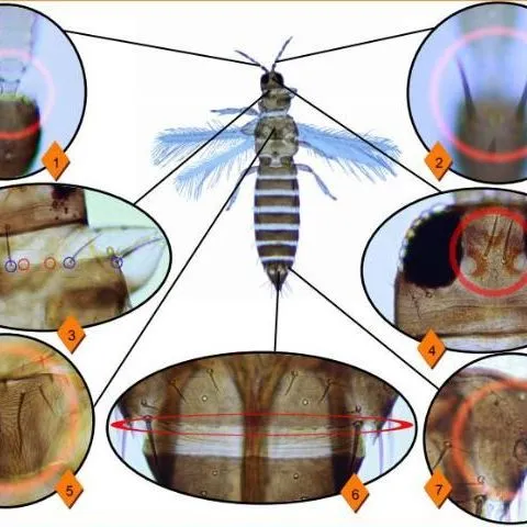 thumbnail for publication: Pest Identification Guide: Common Blossom Thrips